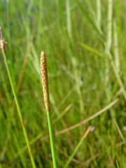 Eleocharis equisetoides