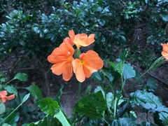 Crossandra