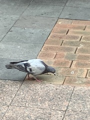 Columba livia domestica