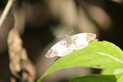 Polyctor cleta