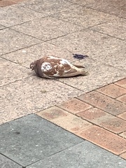 Columba livia domestica