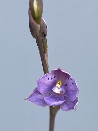 Image of Thelymitra juncifolia by (c) John Van Den Nouwelant, some rights reserved (CC BY)