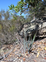 Dianella prunina