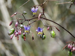 Dianella prunina