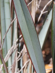 Dianella prunina