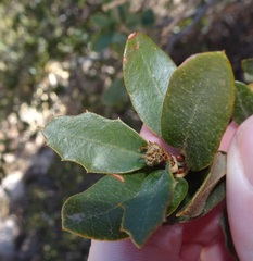 Quercus toumeyi