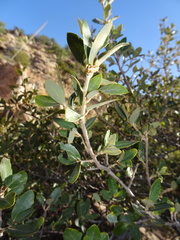 Quercus toumeyi