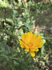 Calendula officinalis