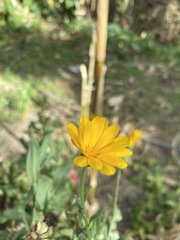 Calendula officinalis