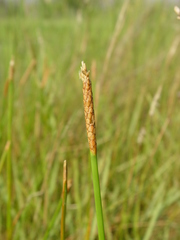 Eleocharis equisetoides