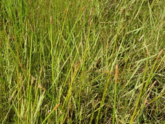 Eleocharis equisetoides