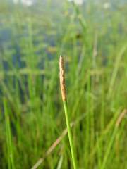Eleocharis equisetoides