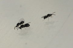 Eurytomidae