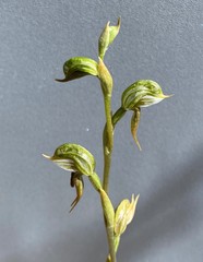 Pterostylis pusilla