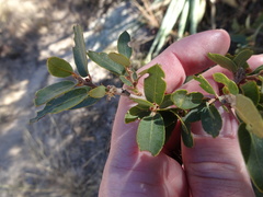 Quercus toumeyi