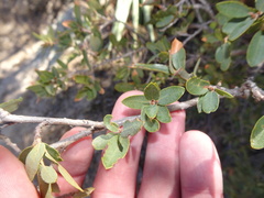 Quercus toumeyi
