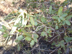 Quercus toumeyi