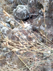 Colchicum feinbruniae