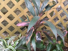 Cordyline fruticosa