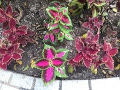 Coleus scutellarioides