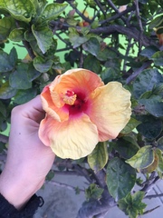 Hibiscus