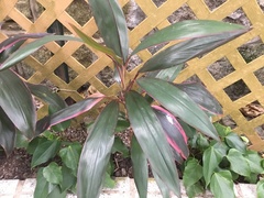 Cordyline fruticosa