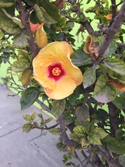 Hibiscus