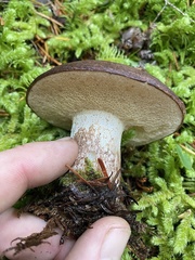 Suillus punctatipes