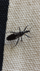 Piestolestes obscurus