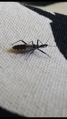 Piestolestes obscurus