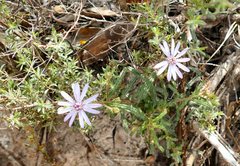 Olearia asterotricha