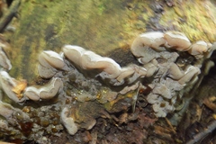 Auricularia mesenterica