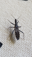 Piestolestes obscurus