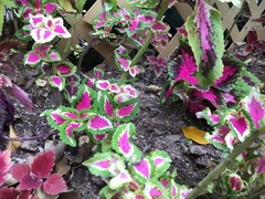Coleus scutellarioides