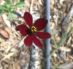 Cosmos atrosanguineus