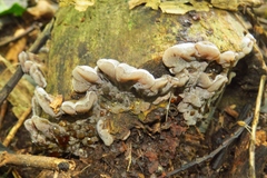 Auricularia mesenterica