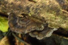 Auricularia mesenterica