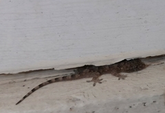 Hemidactylus mabouia