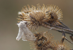 Orthosia gracilis