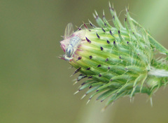 Terellia fuscicornis