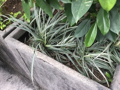 Ophiopogon jaburan