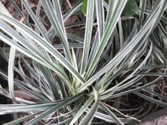 Ophiopogon jaburan