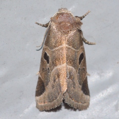 Plagiomimicus pityochromus