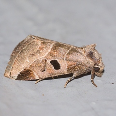 Plagiomimicus pityochromus