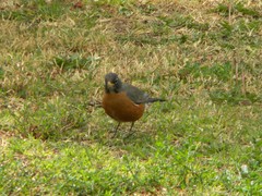 Turdus migratorius