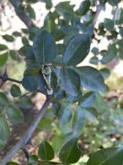 Papilio