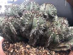 Euphorbia horrida