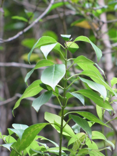 Kadua acuminata