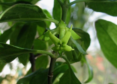 Kadua acuminata