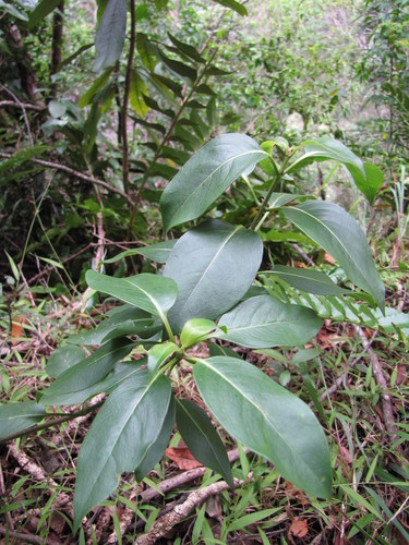Kadua acuminata